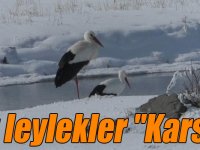 Bu leylekler "Karslı"