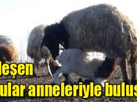 Meleşen kuzular anneleriyle buluştu