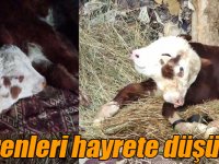 Çift başlı doğan buzağı görenleri hayrete düşürdü