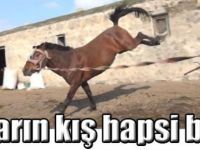 Atların kış hapsi bitti