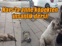 Kars'ta anne köpekten insanlık dersi!