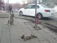 Kars’ta ölen yavrusunun başında bekleyen köpek yürekleri dağladı