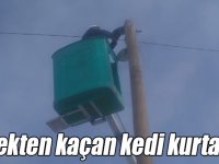 Kars’ta köpekten kaçarken elektrik direğinde mahsur kalan kedi kurtarıldı