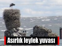 Asırlık leylek yuvası
