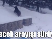 Sarıkamış’ta ayıların yiyecek arayışı!