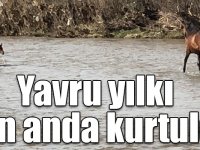 Akıntıda sürüklenen yavru yılkı atı son anda kurtuldu