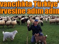 Hayvancılıkta Türkiye’nin zirvesine adım adım