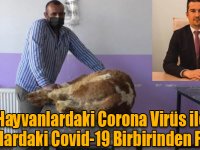 Veteriner Hekimleri Odası Başkanı Ödül : "Hayvanlardaki Corona Virüs ile İnsanlardaki Covid-19 Birbirinden Farklı "