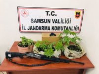 Jandarmadan ‘kenevir’ baskını