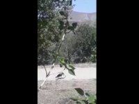 Karganın yılan avı kameraya yansıdı
