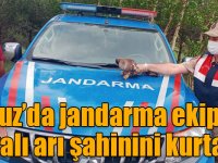 Susuz’da jandarma ekipleri yaralı arı şahinini kurtardı