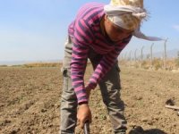 Tarlada çapa sallayıp şampiyonaya hazırlanıyor