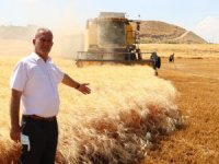 Dev makarnacıların peşinde olduğu Araban buğdayı hasadı başladı