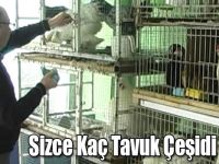 Sizce Kaç Tavuk Çeşidi Var ?