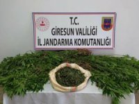 Giresun’da 198 kök kenevir ele geçirildi