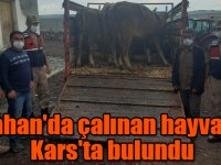 Ardahan'da çalınan hayvanlar Kars'ta bulundu