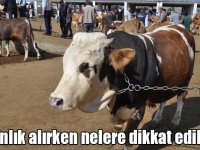 Kurbanlık alırken nelere dikkat edilmeli?