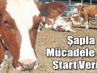 Kars'ta Şapla Mücadele İçin Start Verildi