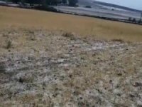 Sağanak yağış ve dolu ekili alanlara zarar verdi
