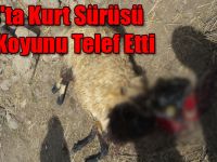 Kars'ta Kurt Sürüsü 100 Koyunu Telef Etti