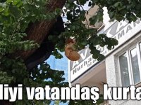 Çıktığı ağaçta kalan kediyi vatandaş kurtardı