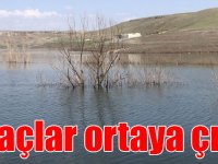Baraj suyu çekildi, ağaçlar ortaya çıktı