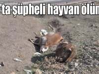 Kars’ta şüpheli hayvan ölümleri