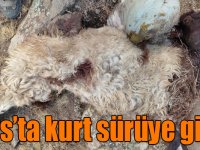 Kurt sürüye girdi: 70 küçükbaş hayvan kayıp