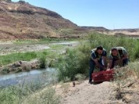 Siirt’te kene avcısı bin 60 sülün doğaya salındı