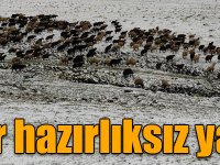 Kars’a mevsimin ilk karı yağdı, çobanlar hazırlıksız yakalandı