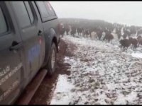 Allahuekber Dağları’nda kar ve tipide mahsur kalan iki çoban kurtarıldı