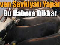 Hayvan Sevkiyatı Yapanlar Bu Habere Dikkat