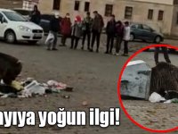Kars’ta çöpleri karıştıran ayıya yoğun ilgi!