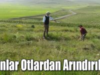 Fidanlar Otlardan Arındırılıyor
