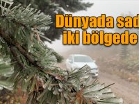 Dünyada sadece iki bölgede olan kristal kar ağaçları beyaza bürüdü