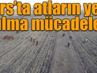 Kars’ta atların yem bulma mücadelesi