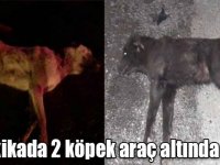 Kars’ta 5 dakikada 2 köpek araç altında kaldı