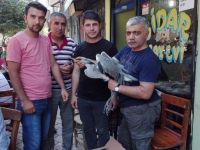 Iğdır'da Yağan Yağmur Balıkçıl Kuşlarını Vurdu