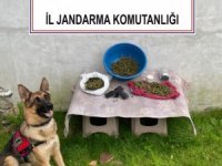 Sakarya’da 1 kilo 500 gram esrar ele geçirildi