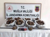 Orman’ın çam fıstığı tohumları çalındı