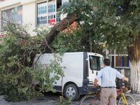 Asırlık Ağaç Minibüsün Üzerine Devrildi