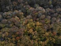 Istranca ormanlarında sonbahar güzelliği