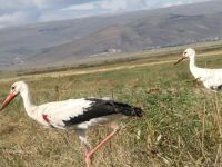 Yaralı Leylekler Doğaya Bırakıldı