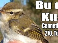 Kuş Cenneti’nin 270. Türü Bulundu!