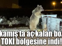 Sarıkamış’ta aç kalan boz ayı TOKİ bölgesine indi!