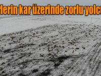 Kars’ta göçerlerin kar üzerinde zorlu yolculuğu