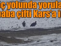 Göç yolunda yorulan akbaba çifti Kars’a indi