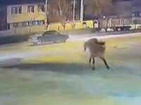 Atlar sürücülere dehşeti yaşattı, o anlar kameraya yansıdı