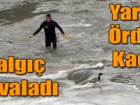Dalgıç Kovaladı, Yaralı Ördek Kaçtı