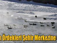 Yaban Ördekleri Şehir Merkezine Geldi